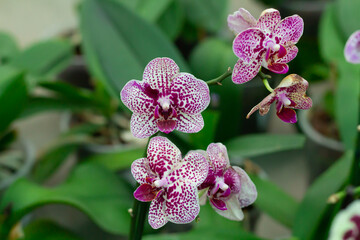 Purple spotted Polka Dots orchid on green leaves background