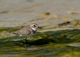 Greater sand plover at Busaiteen coast of Bahrain