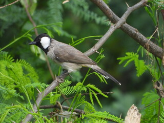 Obraz premium bird, nature, wildlife, branch, animal, wild, tree, birds, great tit, white, green, black, beak, great, shrike, perched, beautiful, parus major, blue, feathers, avian, feather, small, garden, wing