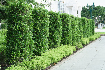 Green tree hedge along footpath in park.