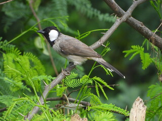 bird, nature, wildlife, branch, animal, wild, tree, birds, great tit, white, green, black, beak, great, shrike, perched, beautiful, parus major, blue, feathers, avian, feather, small, garden, wing