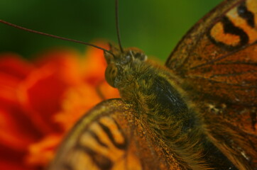 butterfly on orange flower macro photo