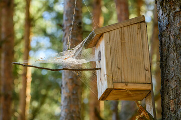 abandoned bird house with spider webs around the entry