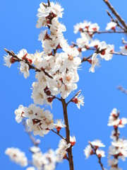 spring blossom