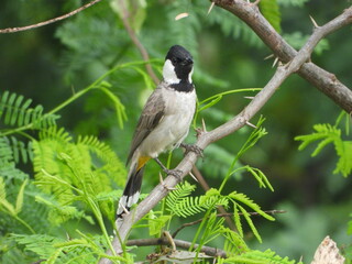 bird, nature, wildlife, branch, animal, wild, tree, birds, great tit, white, green, black, beak, great, shrike, perched, beautiful, parus major, blue, feathers, avian, feather, small, garden, wing