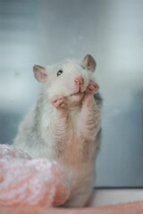 Cute rat.