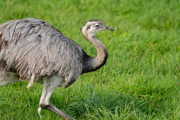 Nandu bird on a green field