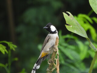bird, nature, wildlife, branch, animal, wild, tree, birds, great tit, white, green, black, beak, great, shrike, perched, beautiful, parus major, blue, feathers, avian, feather, small, garden, wing