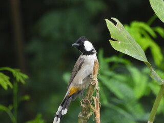 bird, nature, wildlife, branch, animal, wild, tree, birds, great tit, white, green, black, beak,...