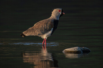Queltehue bird on the edge of the river