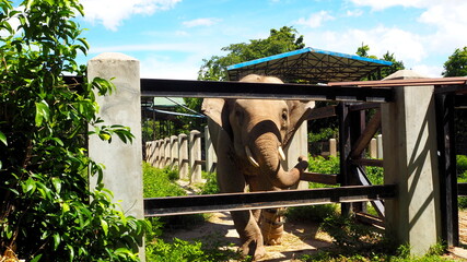 Cambodia Phnom Penh－July 30, 2016: All of the animals have been rescued from the illegal wildlife...