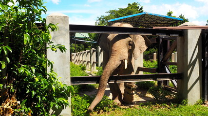 Cambodia Phnom Penh－July 30, 2016: All of the animals have been rescued from the illegal wildlife...