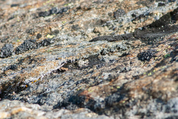 Alpine close-up grunge stone or rock texture