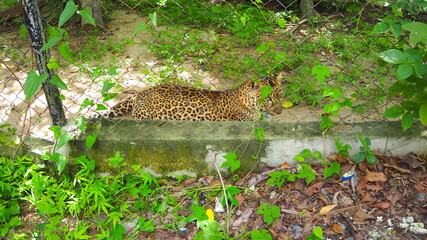 Cambodia Phnom Penh－July 30, 2016: All of the animals have been rescued from the illegal wildlife trade or are victims of habitat loss. Photo taken in Phnom Tamao wildlife Rescue Centre.