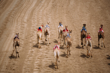 camel race in the dubai desert