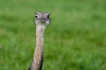 Nandu bird looking weird, stupid or curious