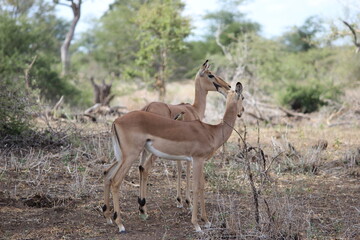Photo Taken in Kruger National Park