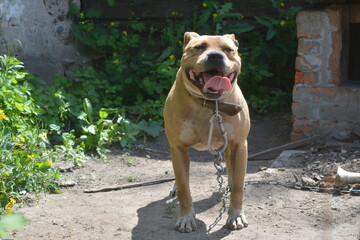 american staffordshire terrier