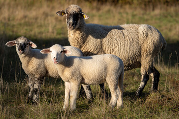 Fototapeta premium Schafe im Herbst