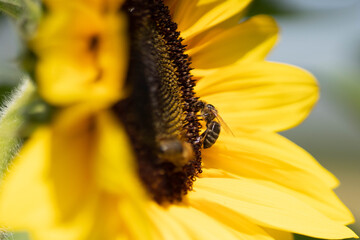 bee on sunflower