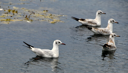 flock of seagulls on the lake