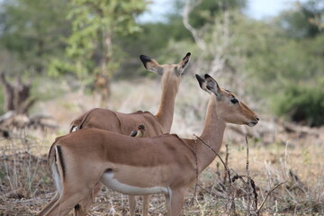 Photo Taken in Kruger National Park