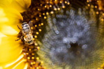 bee on a sunflower