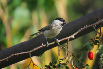 Marsh tit (Poecile palustris) perching on a beautiful tree branch. Beautiful marsh tit perching.