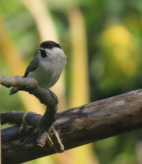 Marsh tit (Poecile palustris) perching on a beautiful tree branch. Beautiful marsh tit perching.