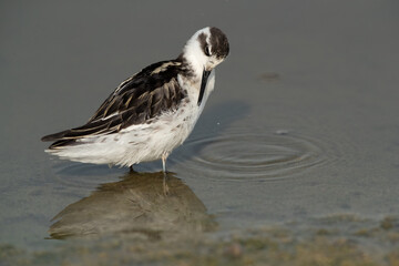 Red-necked phalarope preening at Asker Marsh, Bahrain