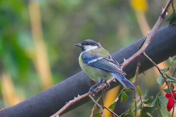 Great tit (Paris major) perching on a beautiful color. Colorful adult great tit posing.