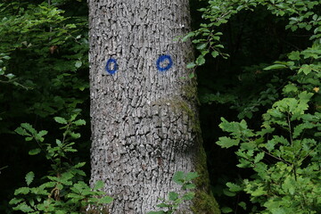 The trunk of a tree with blue paint tags