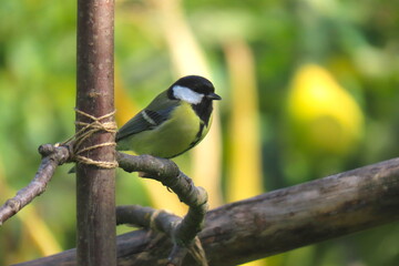 Great tit (Paris major) perching on a beautiful color. Colorful adult great tit posing.