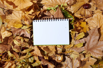 Naklejka na ściany i meble autumn flat lay with leaves and notebook