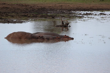Photo Taken in Kruger National Park