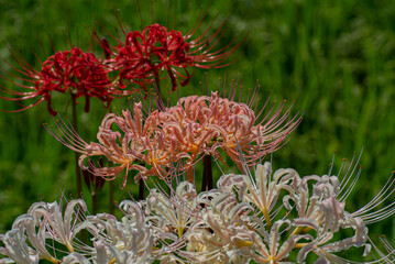 Lycoris albiflora in Japan 