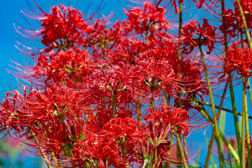 Lycoris radiata 