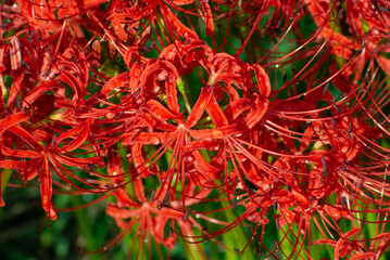 Fototapeta premium Lycoris radiata 