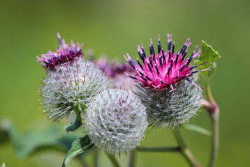 Greater Burdock burr