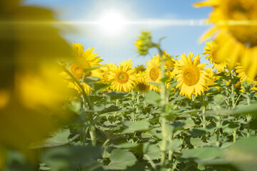 sunflowers plantation field panorama against the sky, sunlight meadow view