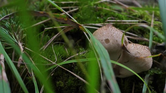 The white mushrooms fuzz-ball grew in the green moss