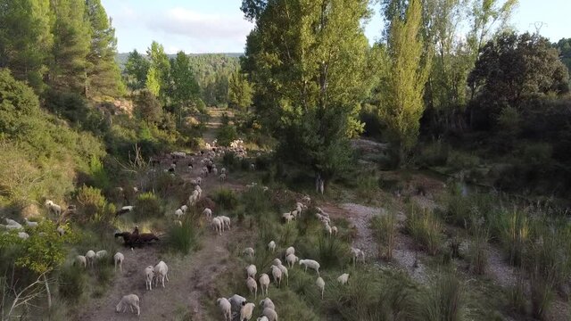 sheep herd moning between trees in SE Spain
