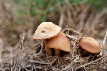 Champignons d'automne.