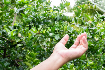 Naklejka na ściany i meble Hand showing raised gesture with blurred lemon garden background