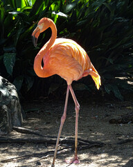 a flamingo 