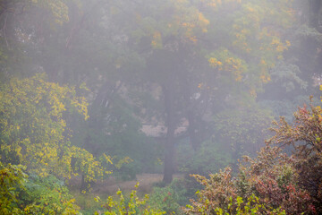 Autumn fog in the old majestic park. Colorful leaves on the trees.