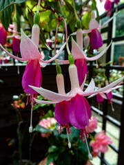 Fuchsia flowers 