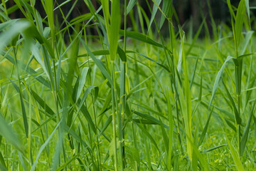 Trzcina pospolita Phragmites Australis delikatnie rusza się na wietrze