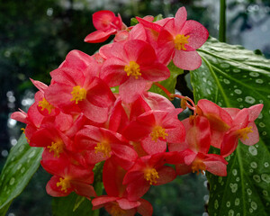 Cane begonia