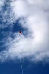 Acquilone rosso tra nubi bianche e cielo azzurro